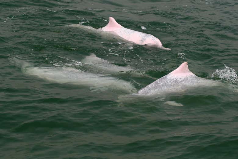 Os famosos golfinhos cor-de-rosa chineses